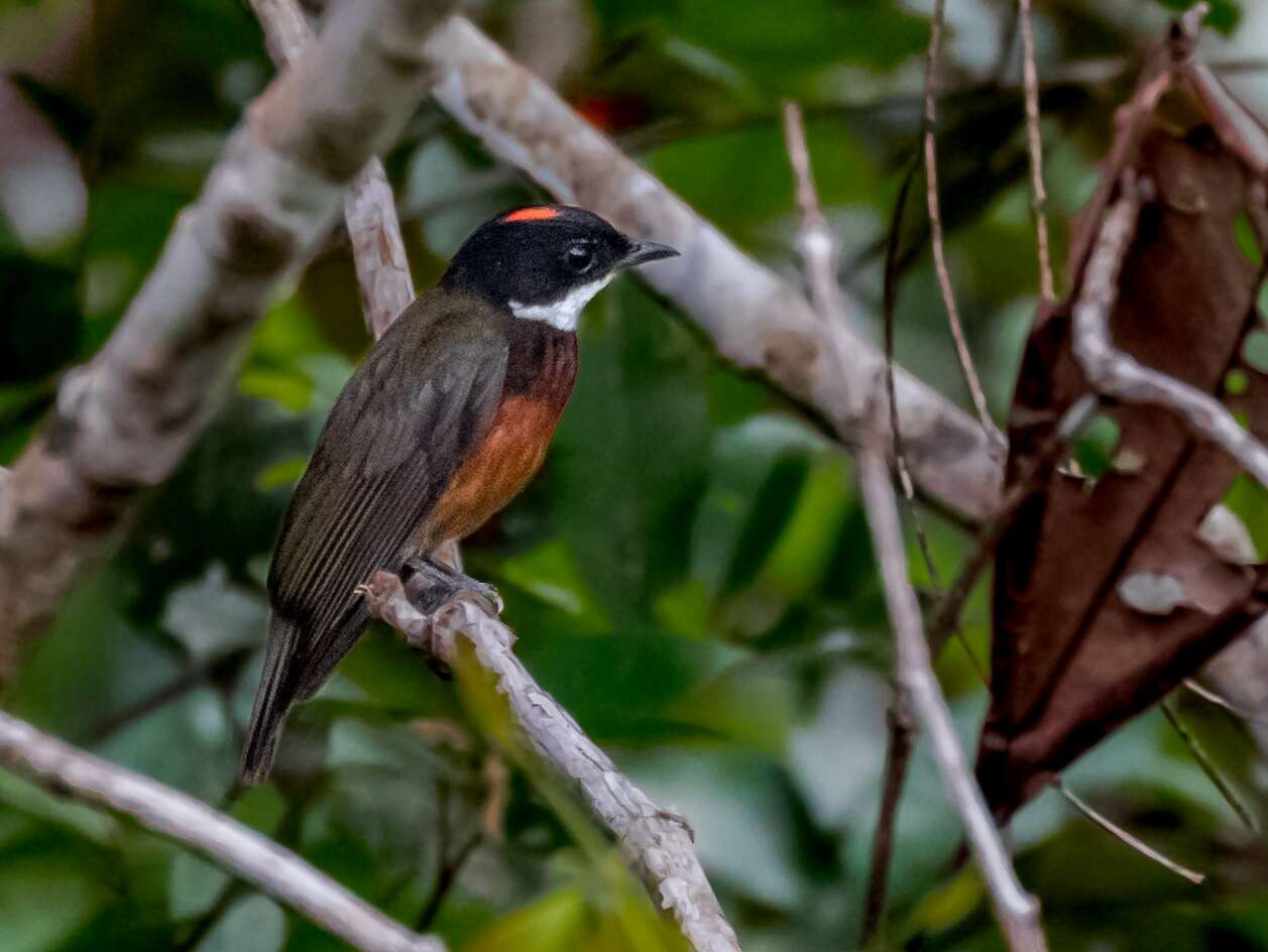 Imagem de Coroa-de-fogo