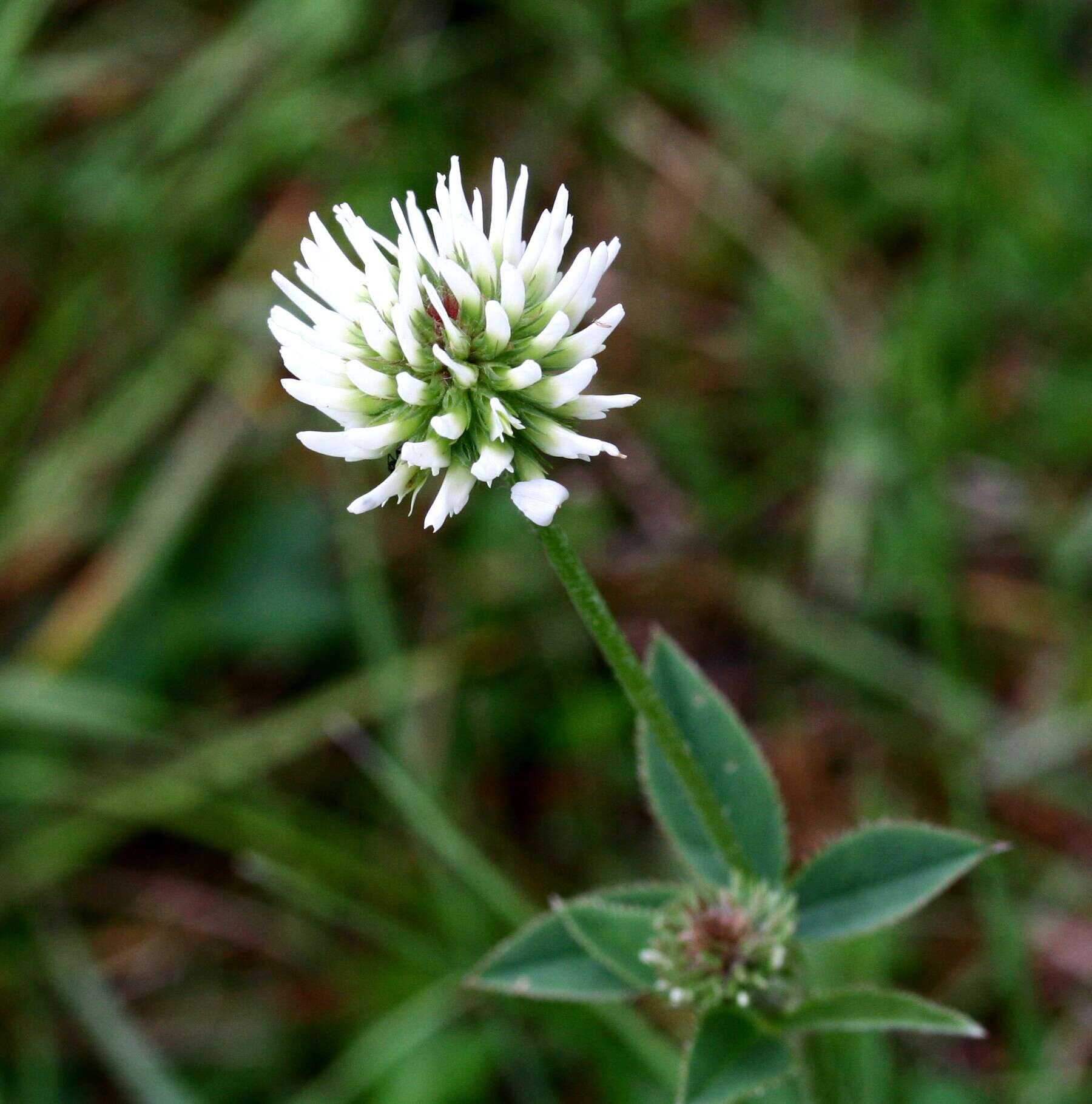 Imagem de Trifolium montanum L.