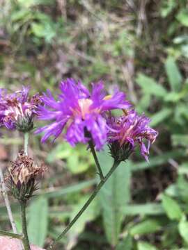 Image of stemless ironweed