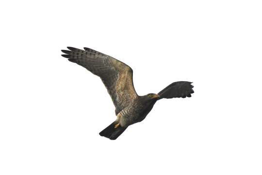 Image of Grey-faced Buzzard