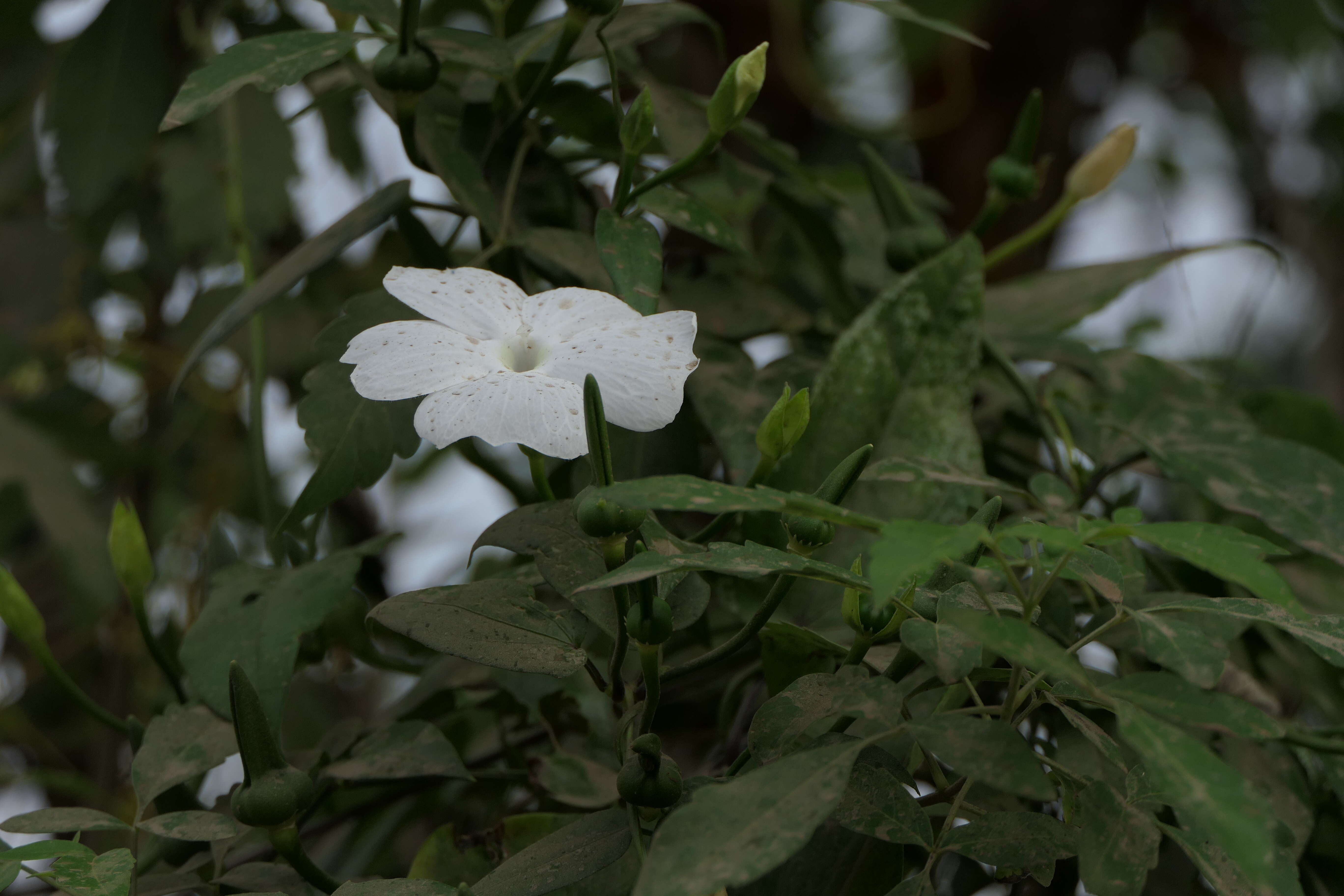 Imagem de Thunbergia fragrans Roxb.