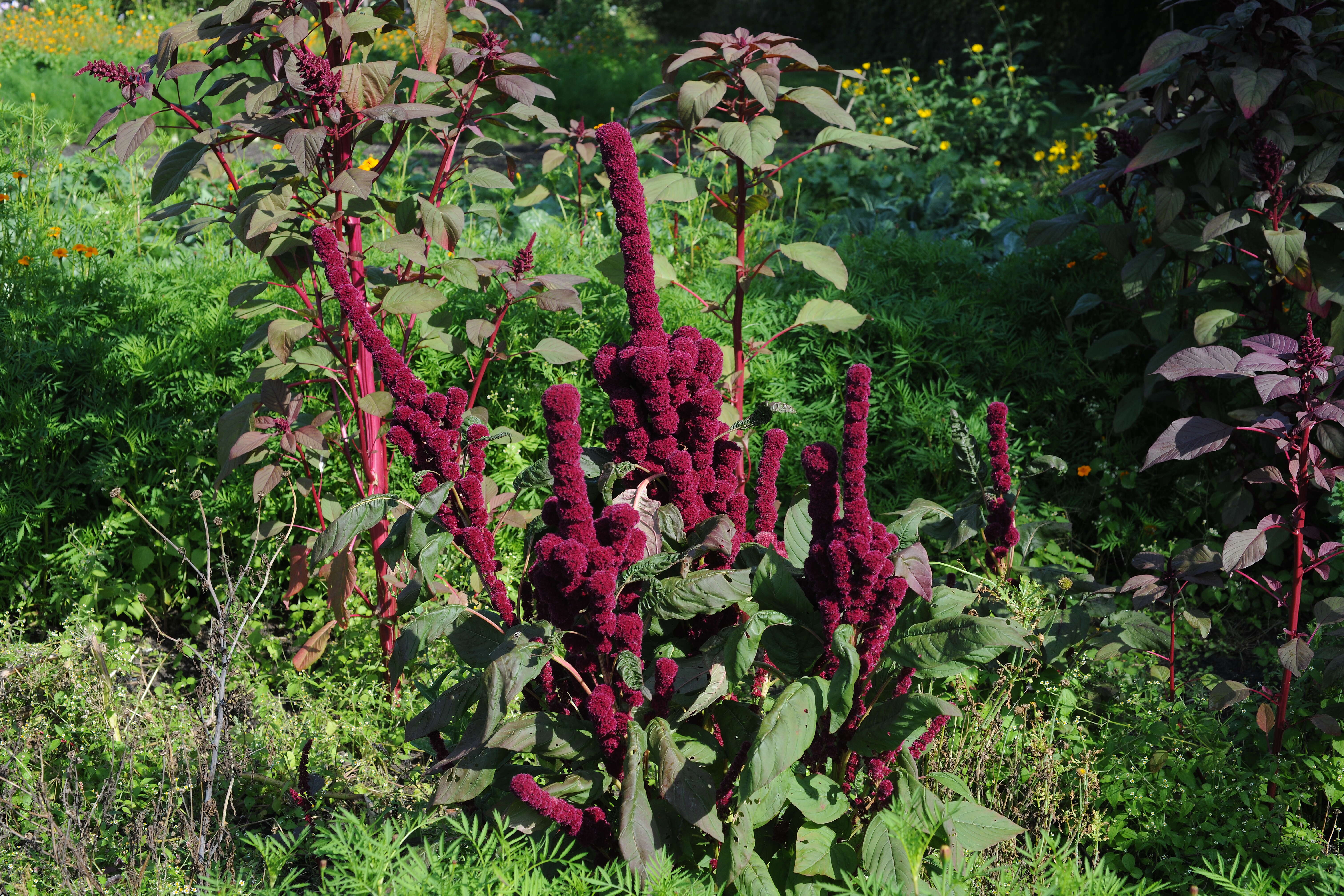 Imagem de Amaranthus caudatus L.