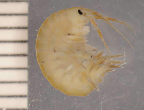 Image of Noel's Amphipod