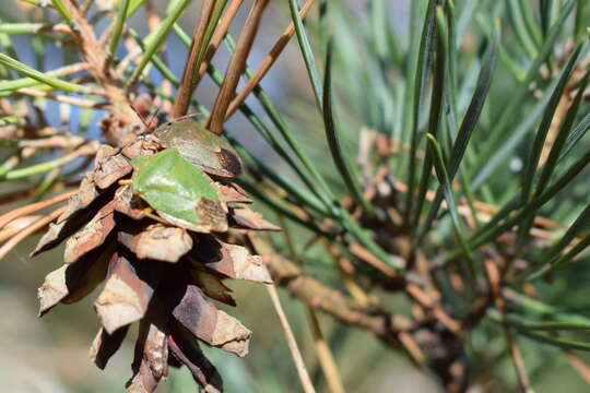 Image of Green shield bug