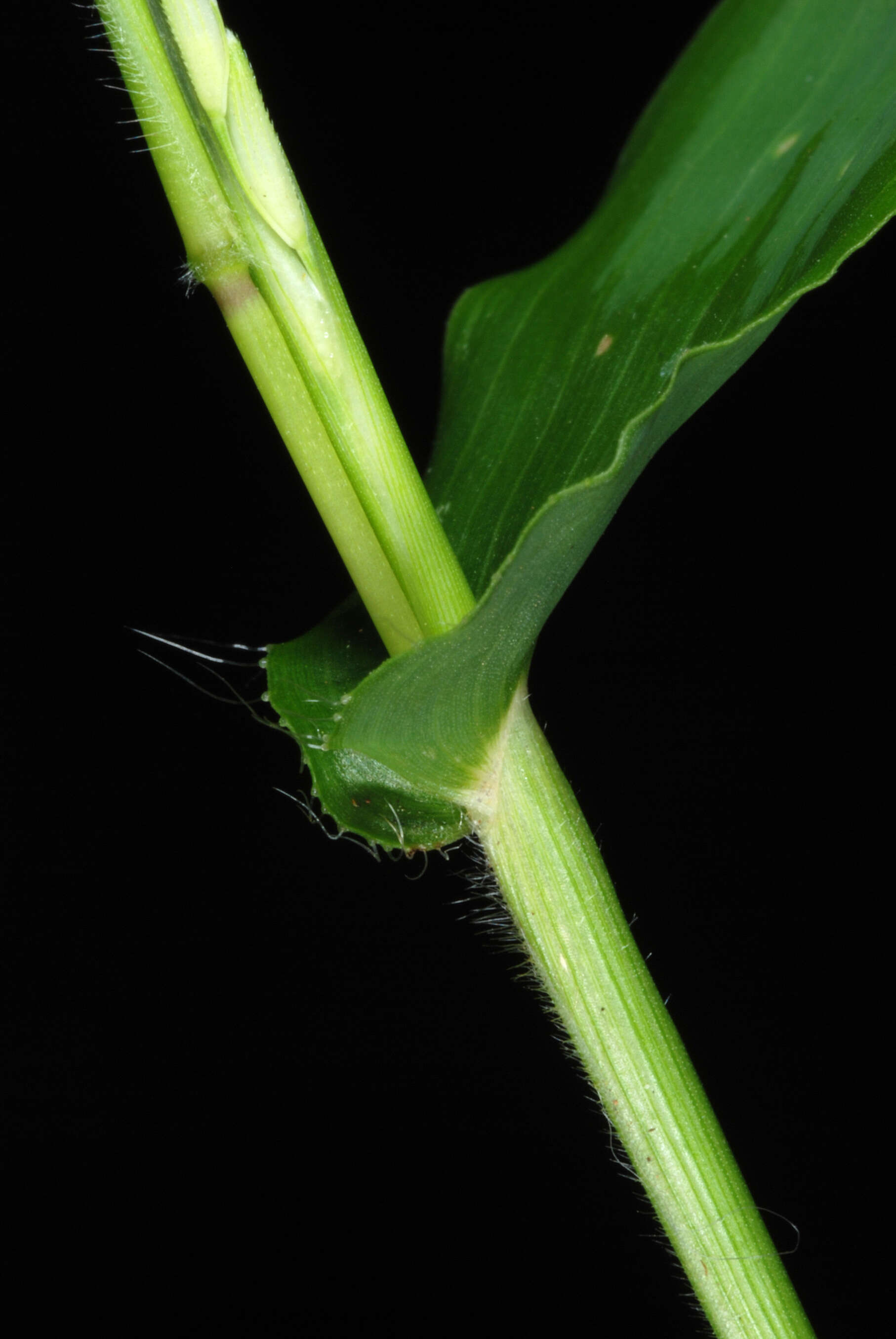 Image of small carpgrass