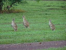 Image of Agile Wallaby