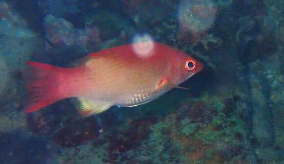 Image of Bay of Bengal hogfish