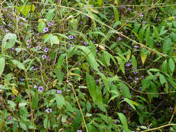 Strobilanthes integrifolius (Dalz.) Kuntze resmi