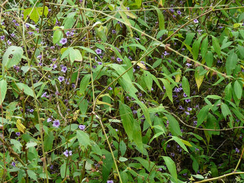 Imagem de Strobilanthes integrifolius (Dalz.) Kuntze