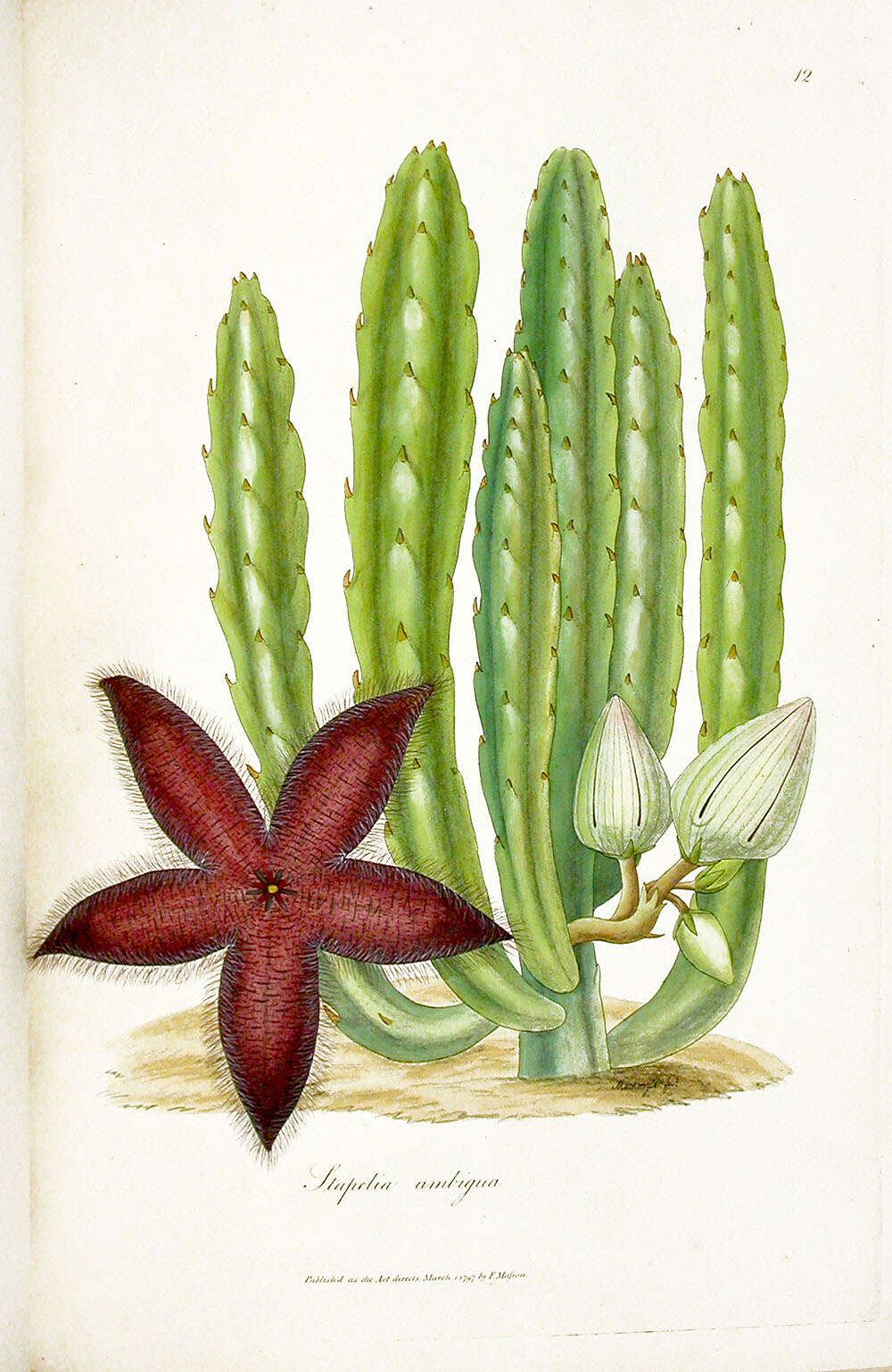 Image de Ceropegia grandiflora (Masson) Bruyns