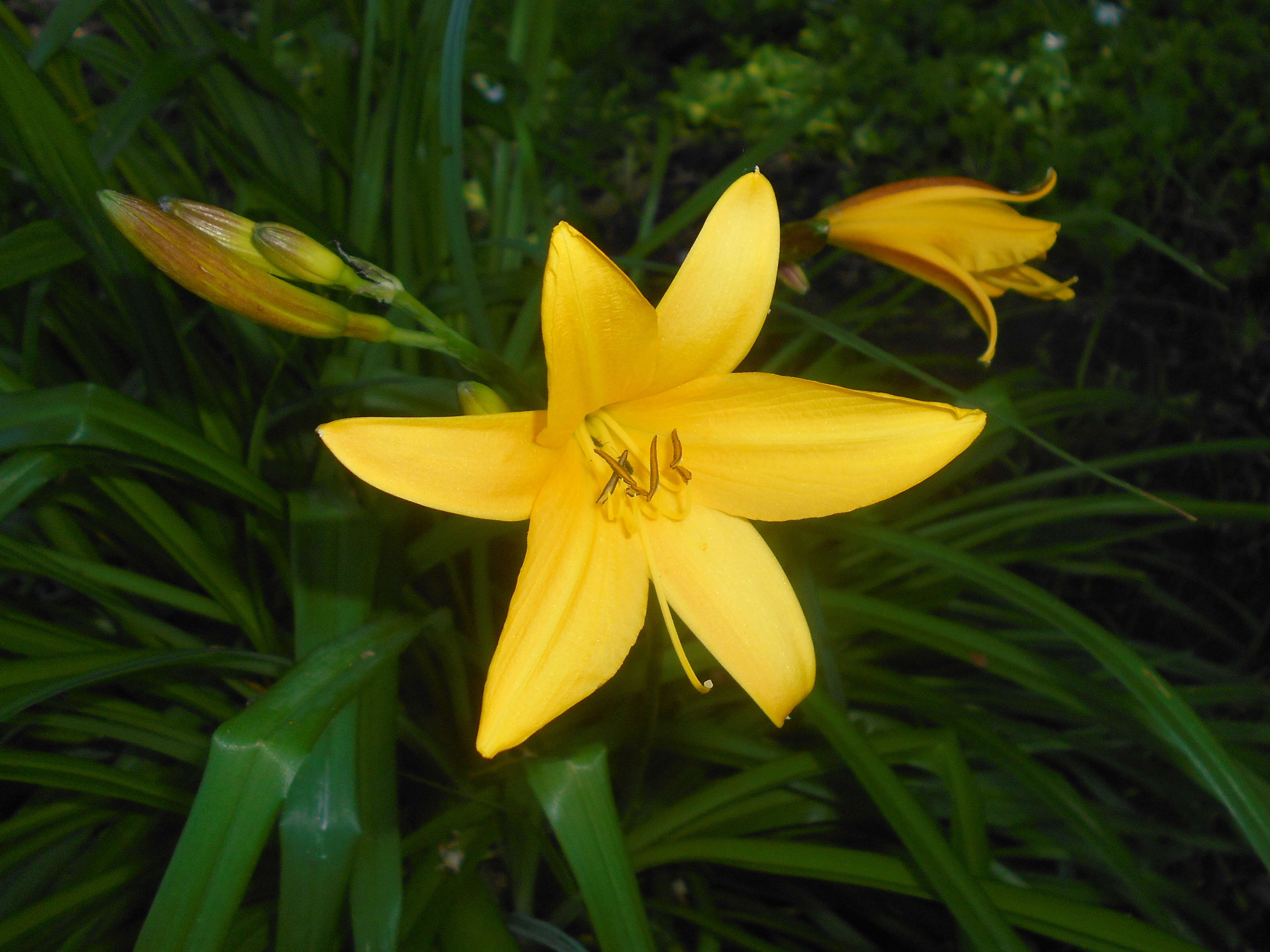 Image of Dumortier's daylily