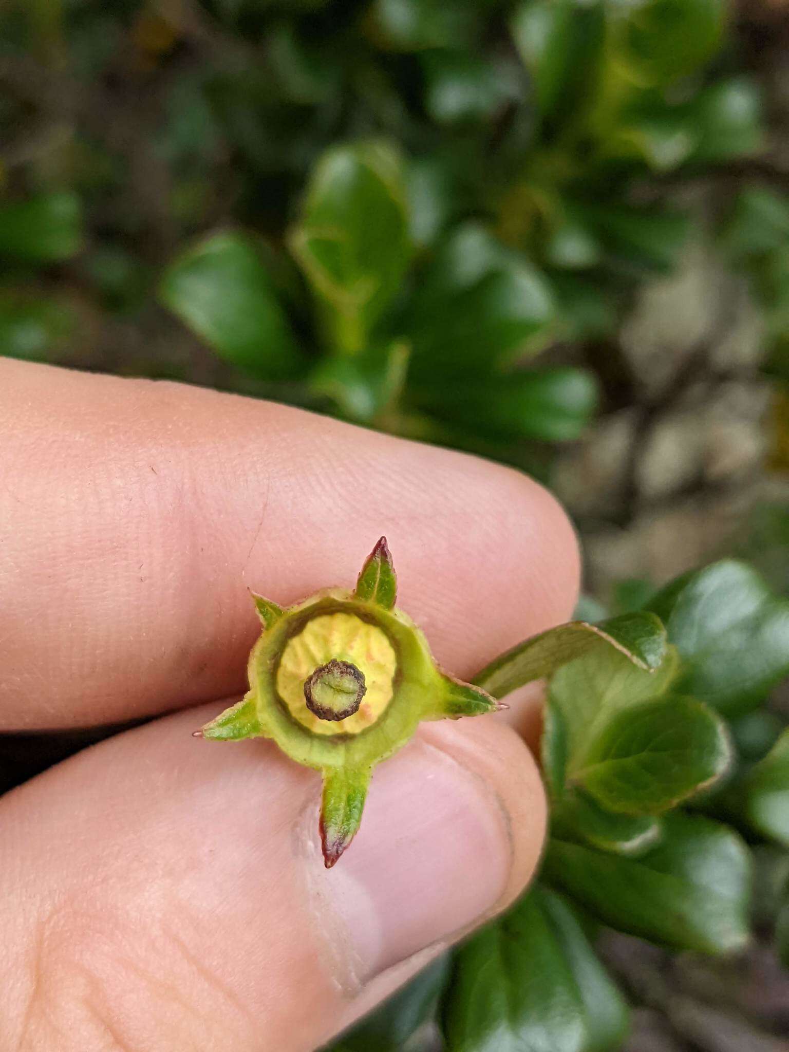 Escallonia myrtilloides L. fil. resmi