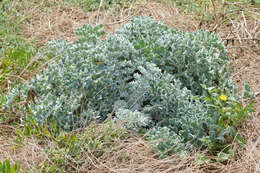 Image of Yellow Horned Poppy