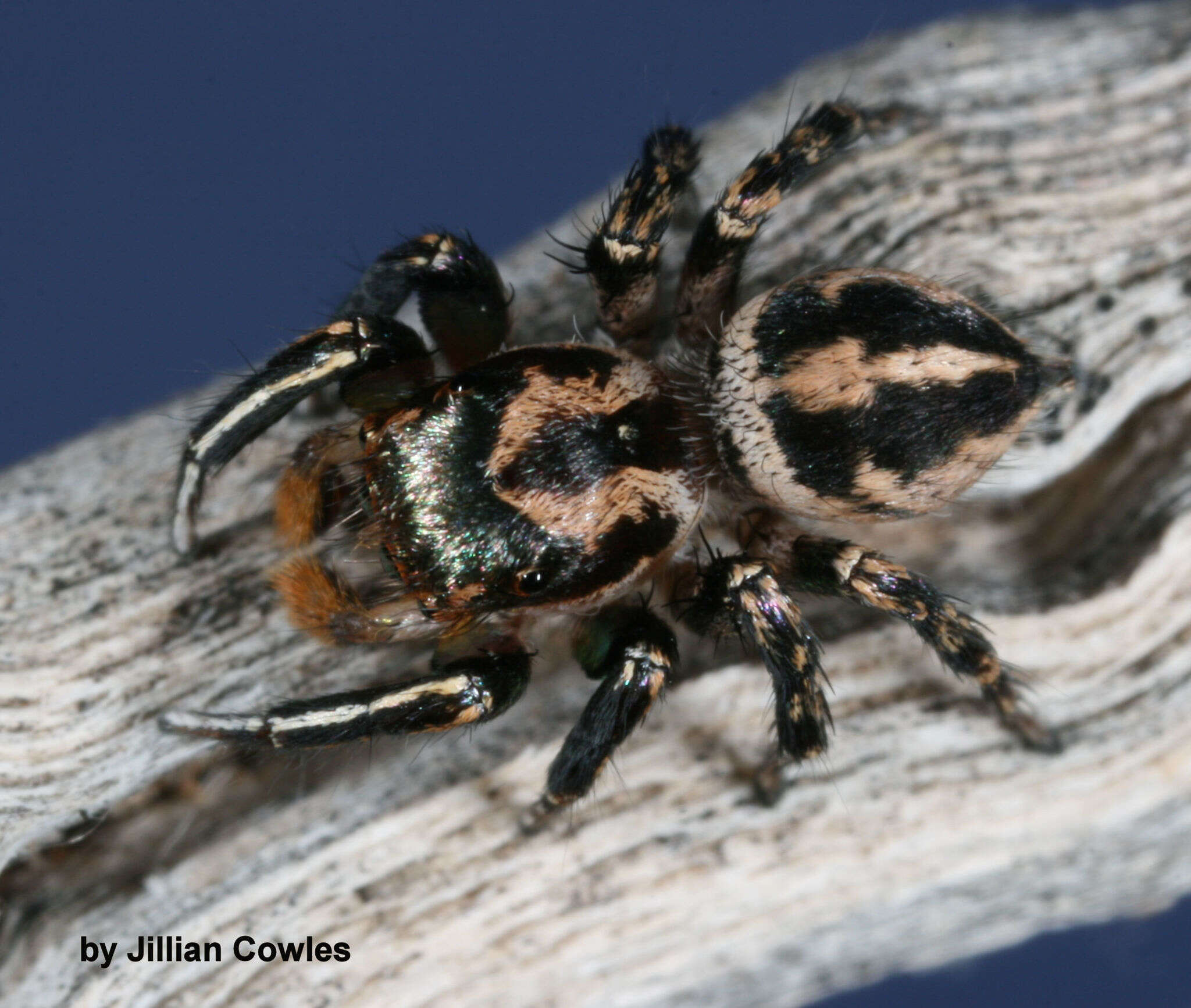 Image of Habronattus hallani (Richman 1973)