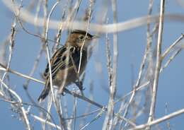 Image of Fan-tailed Cisticola