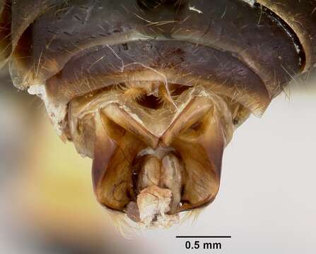 Pheidole rhea Wheeler 1908 resmi