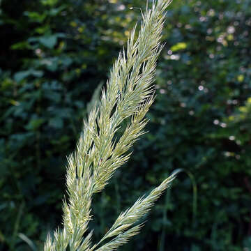 Imagem de Calamagrostis epigejos (L.) Roth