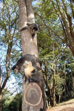 Image of Black Capuchin