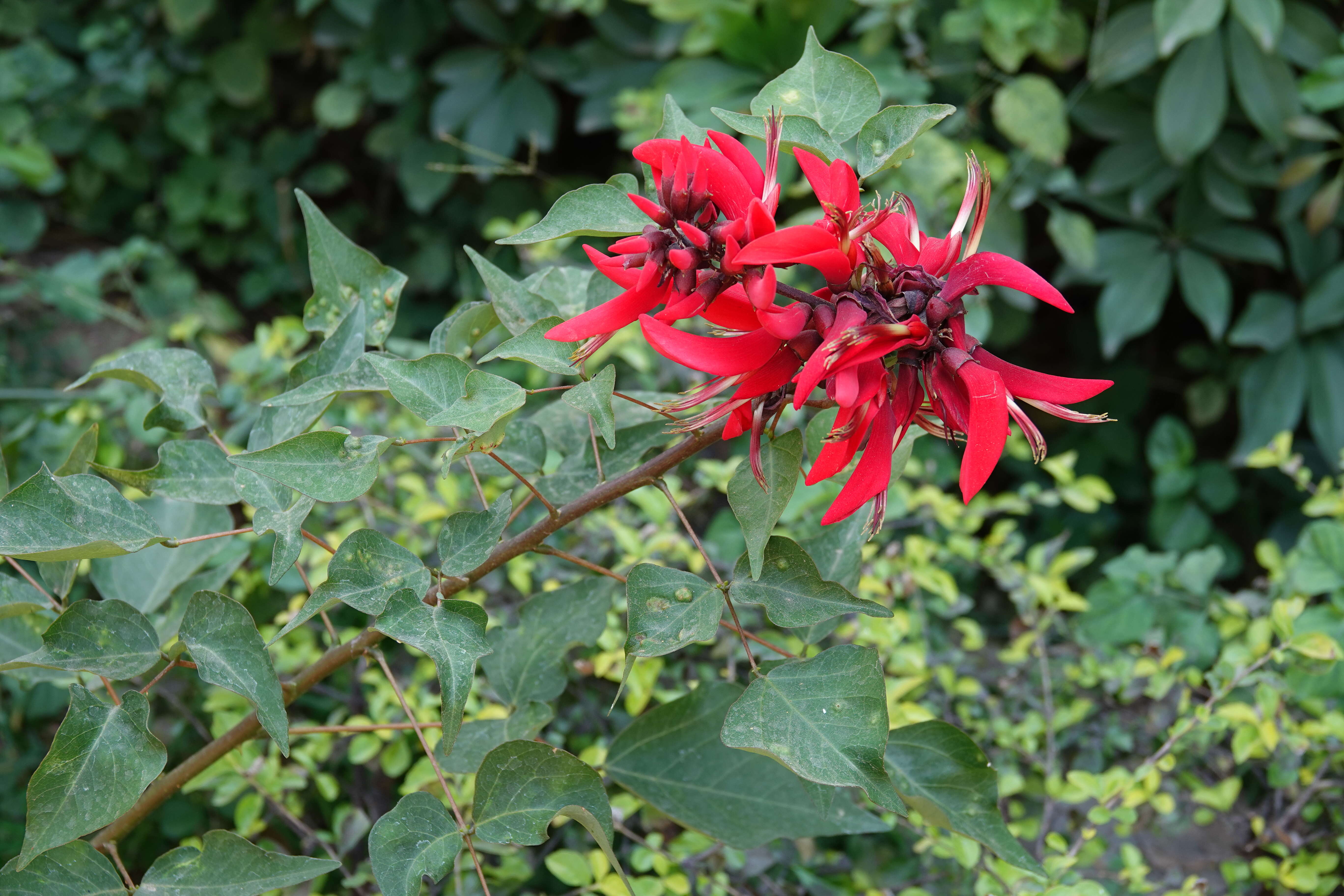 Слика од Erythrina crista-galli L.