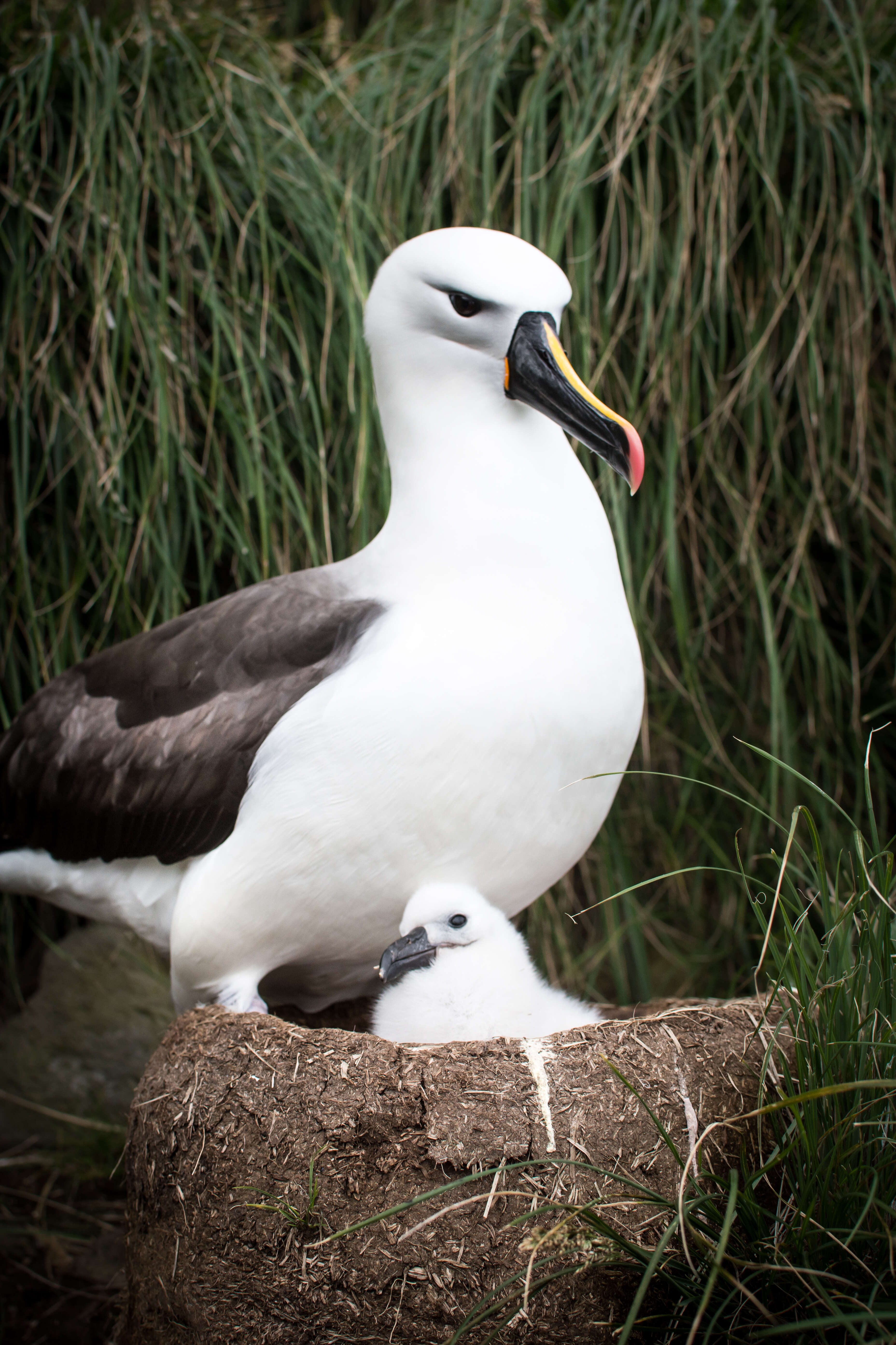 Image de Albatros de Carter