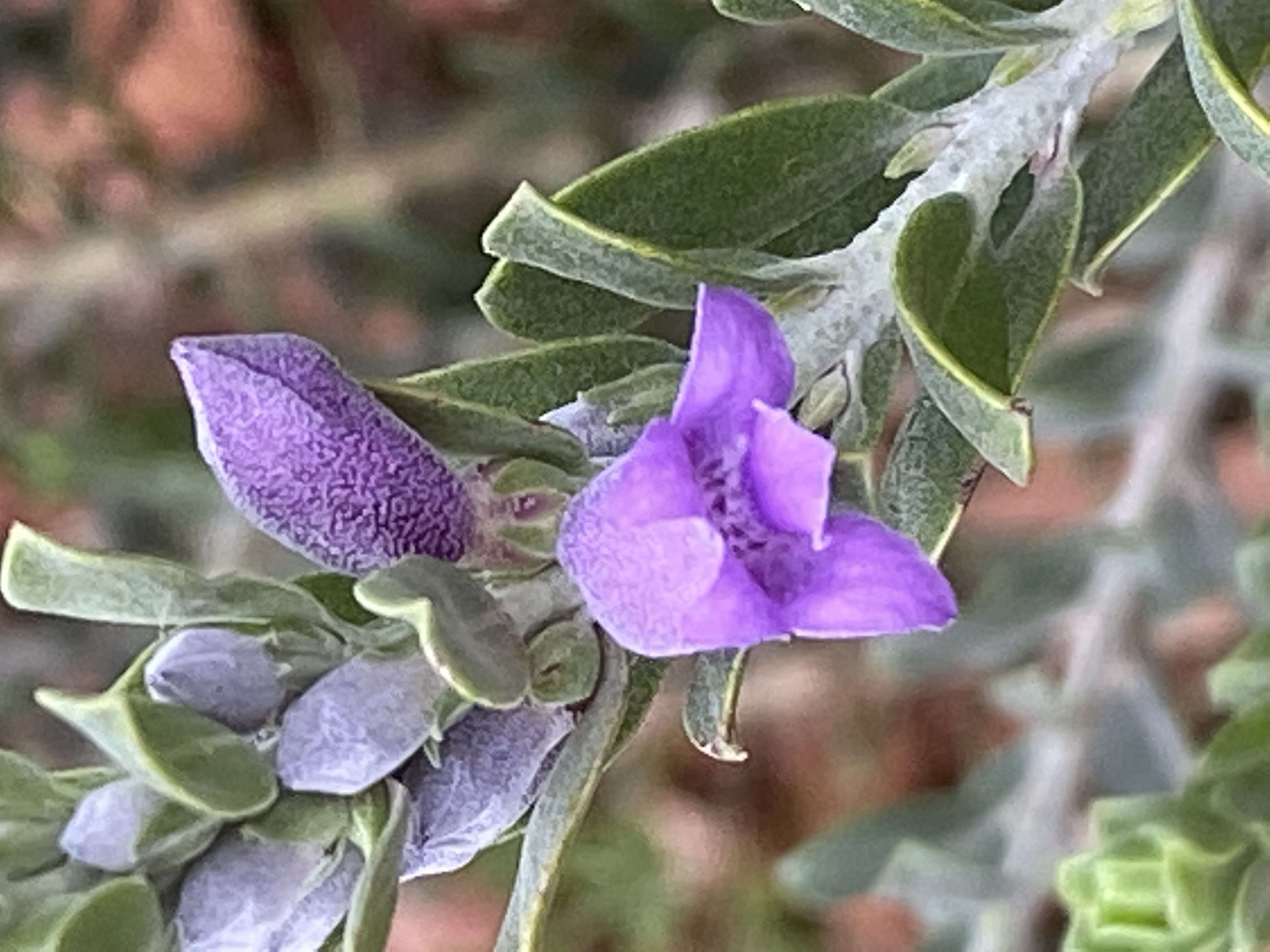 Image de Eremophila resinosa (Endl.) F. Muell.