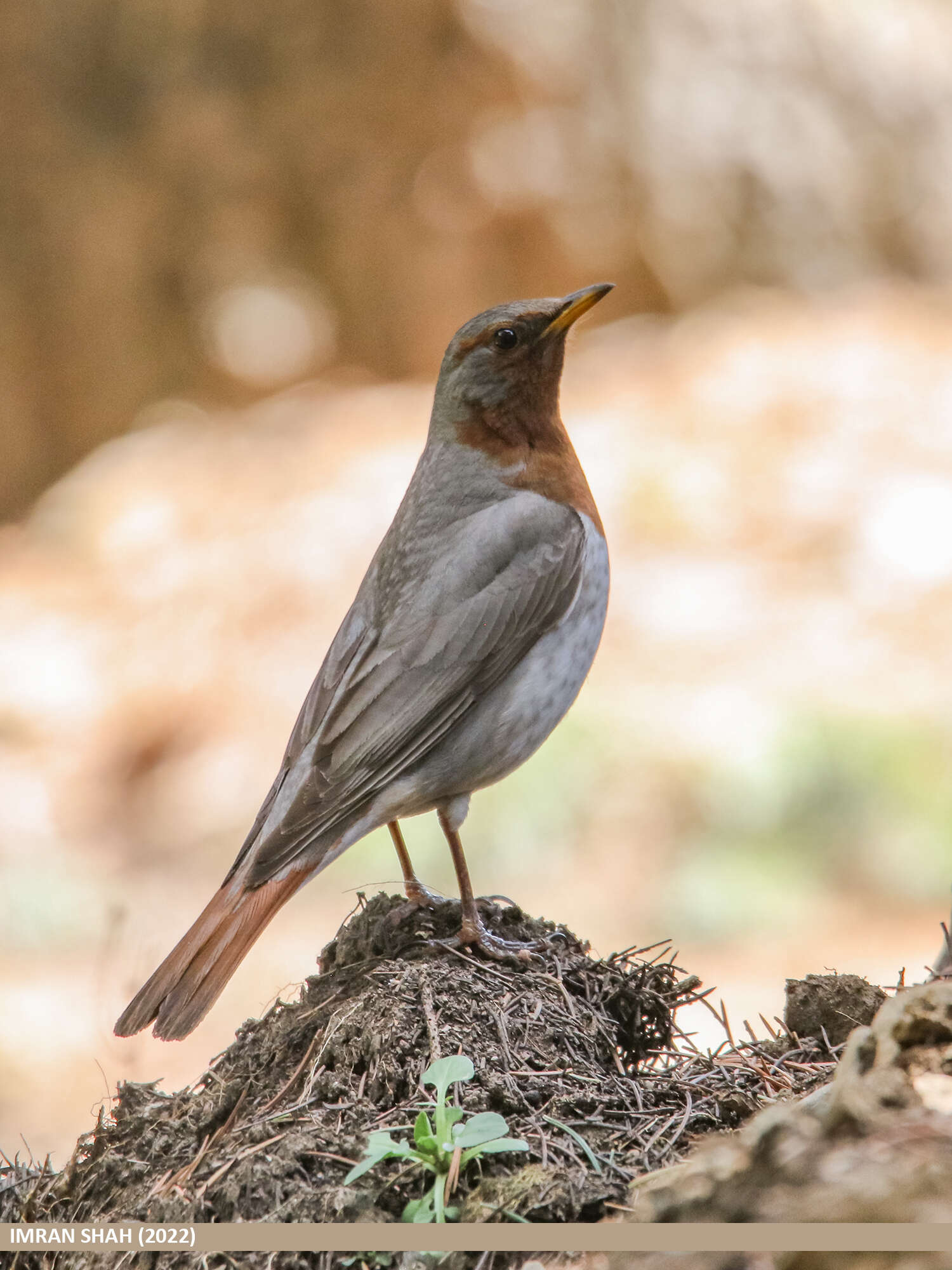 Image of Black-throated Thrush