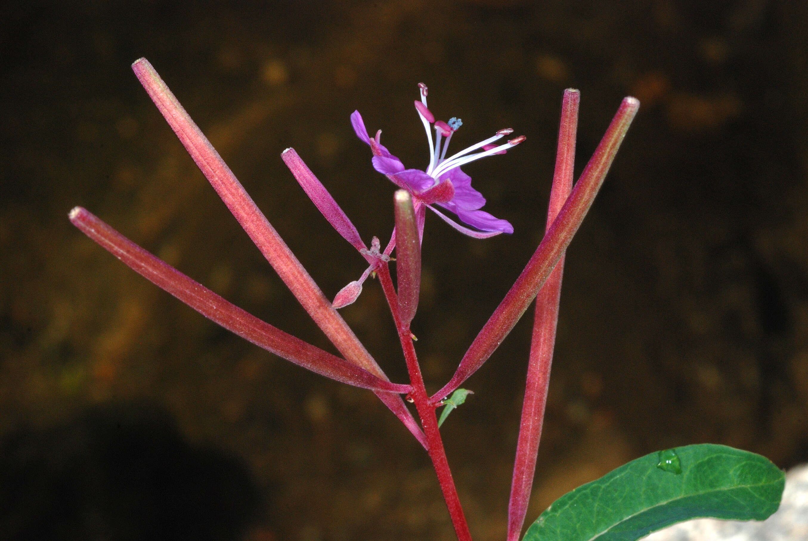 Image of Narrow-Leaf Fireweed