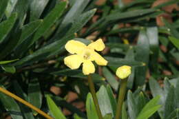 Image of Serpentine Hill raintree