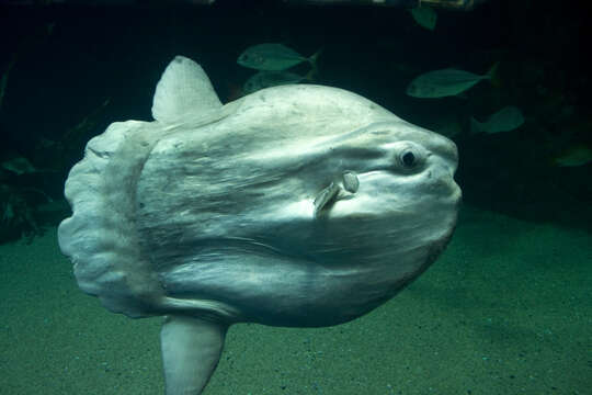 Image of Mola