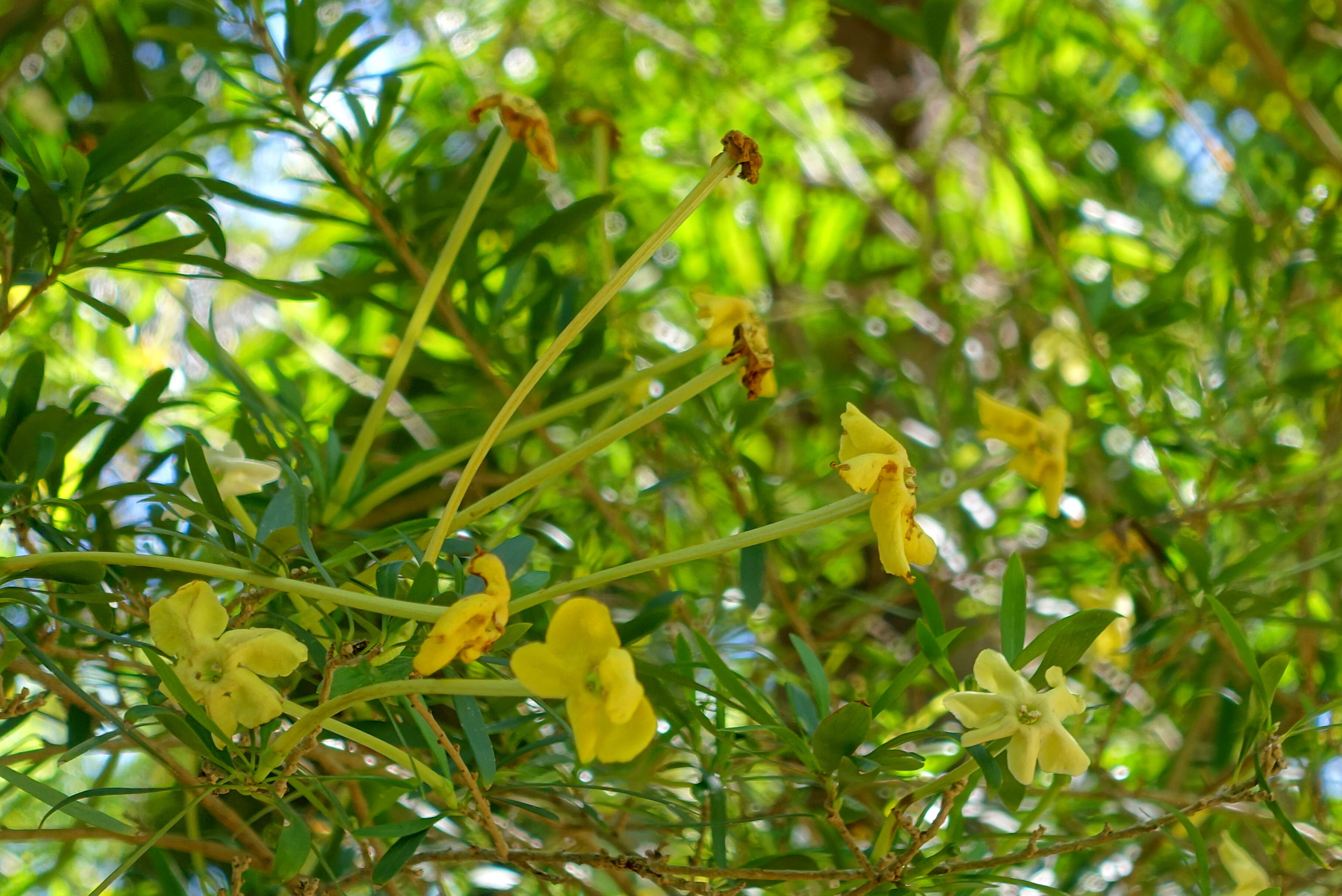 Image of Serpentine Hill raintree