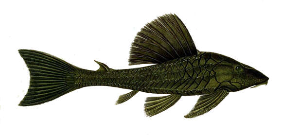 Image of Catfish