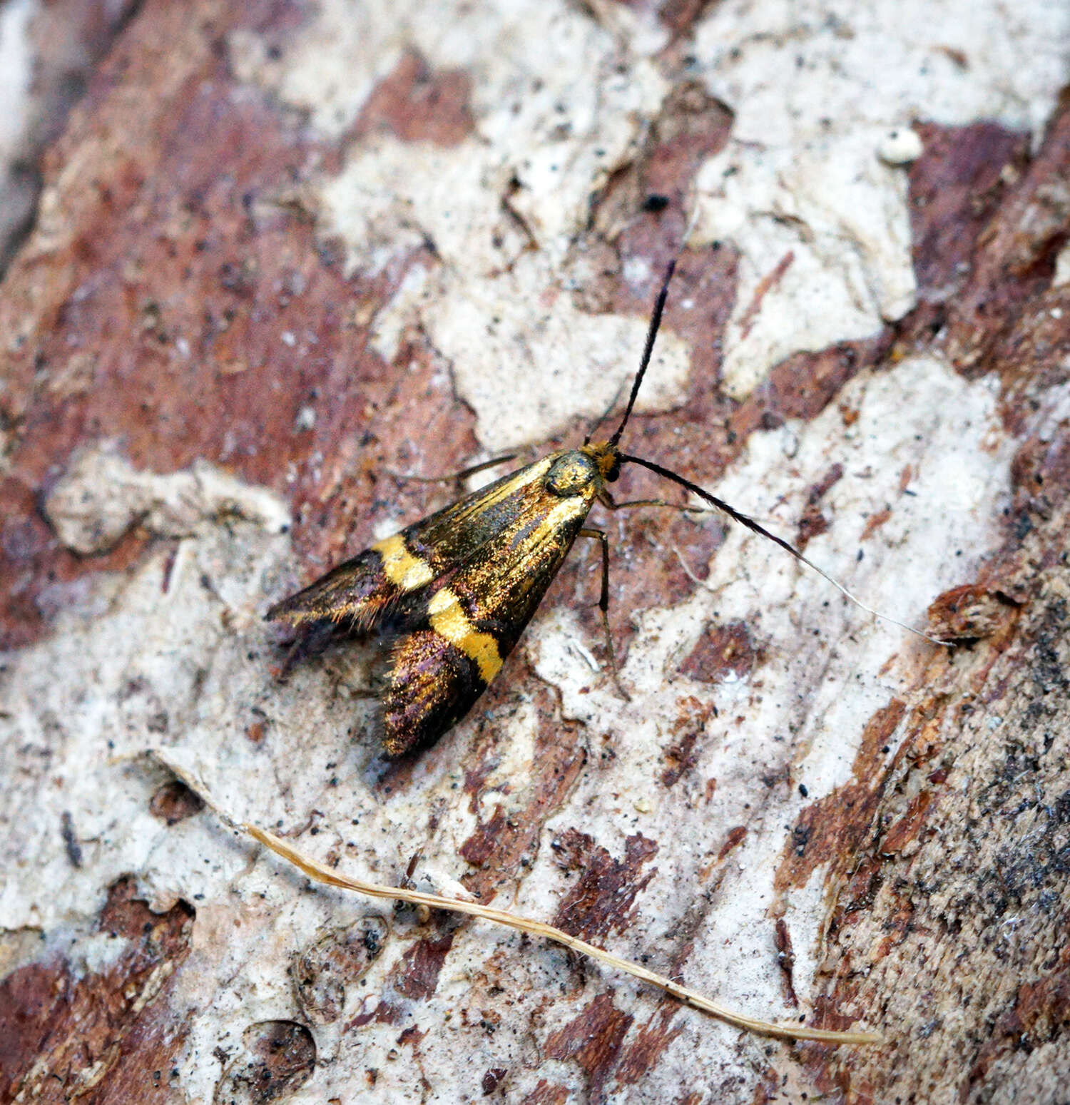 Imagem de Nemophora degeerella Linnaeus 1758