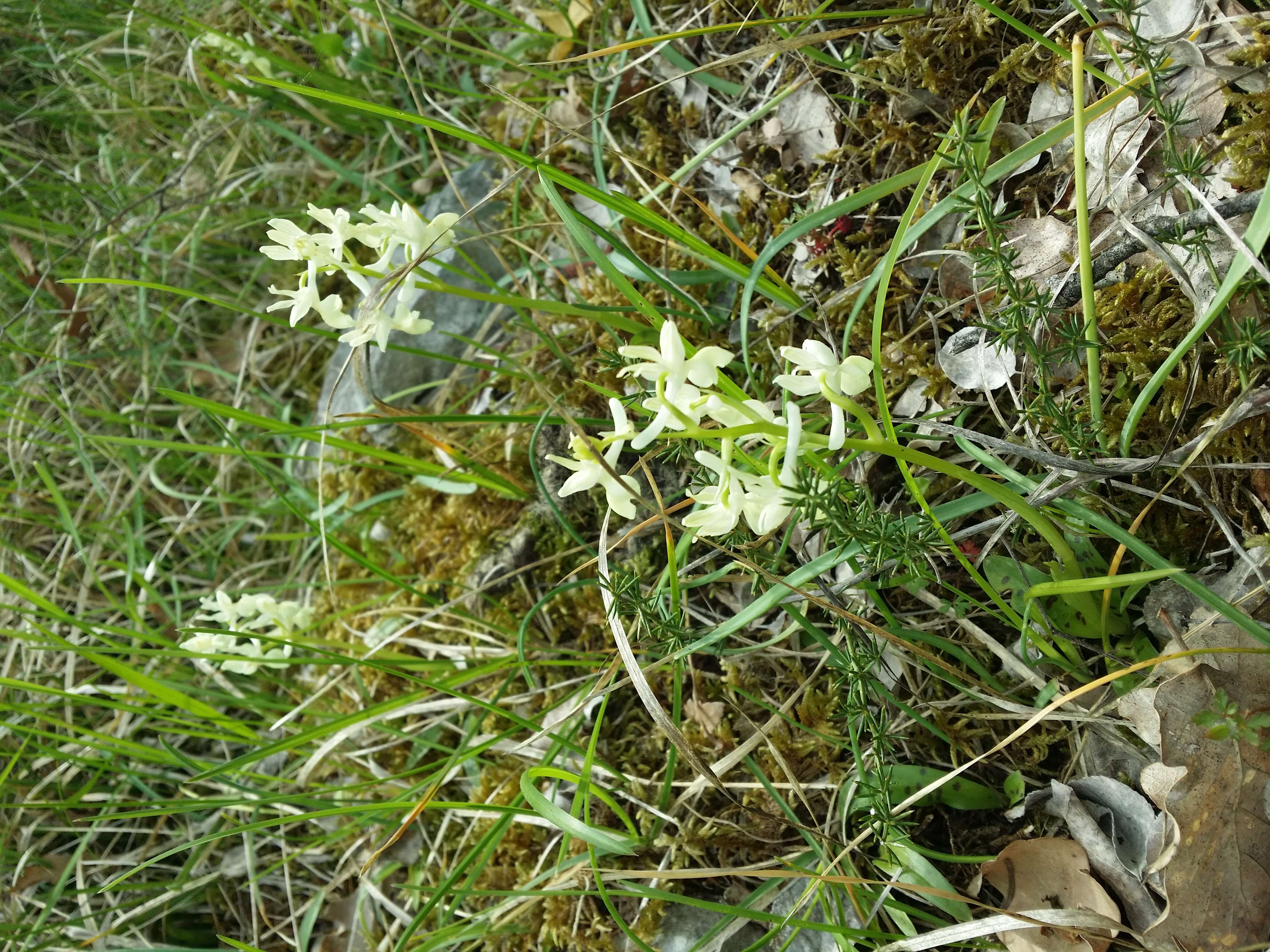 صورة Orchis provincialis Balb. ex Lam. & DC.