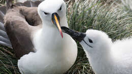 Image de Albatros de Carter