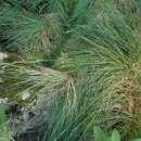 Festuca punctoria Sm. resmi