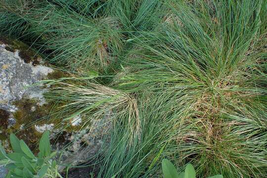 Image de Festuca punctoria Sm.