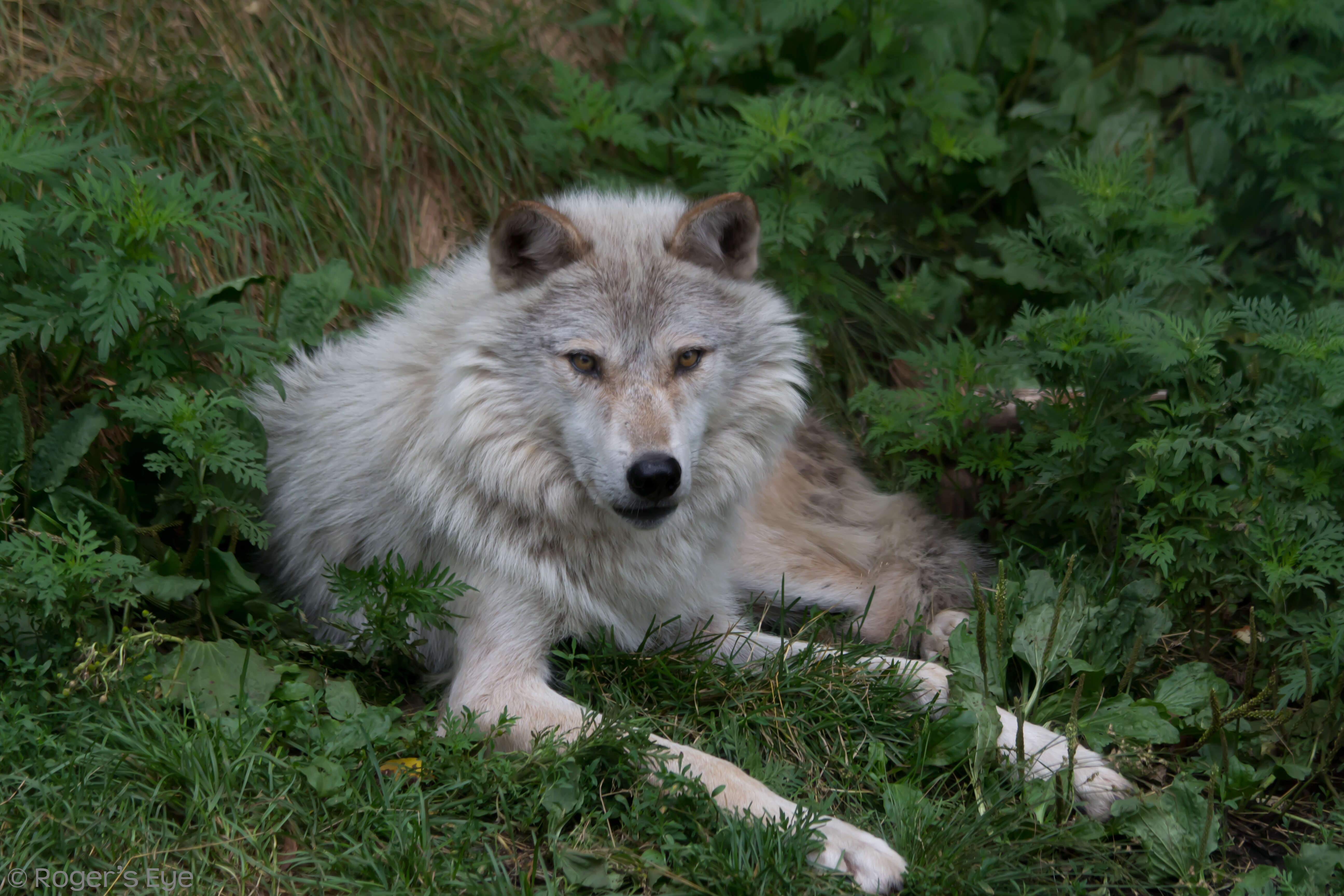 Image of gray wolf