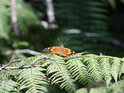 Image of Vanessa tameamea