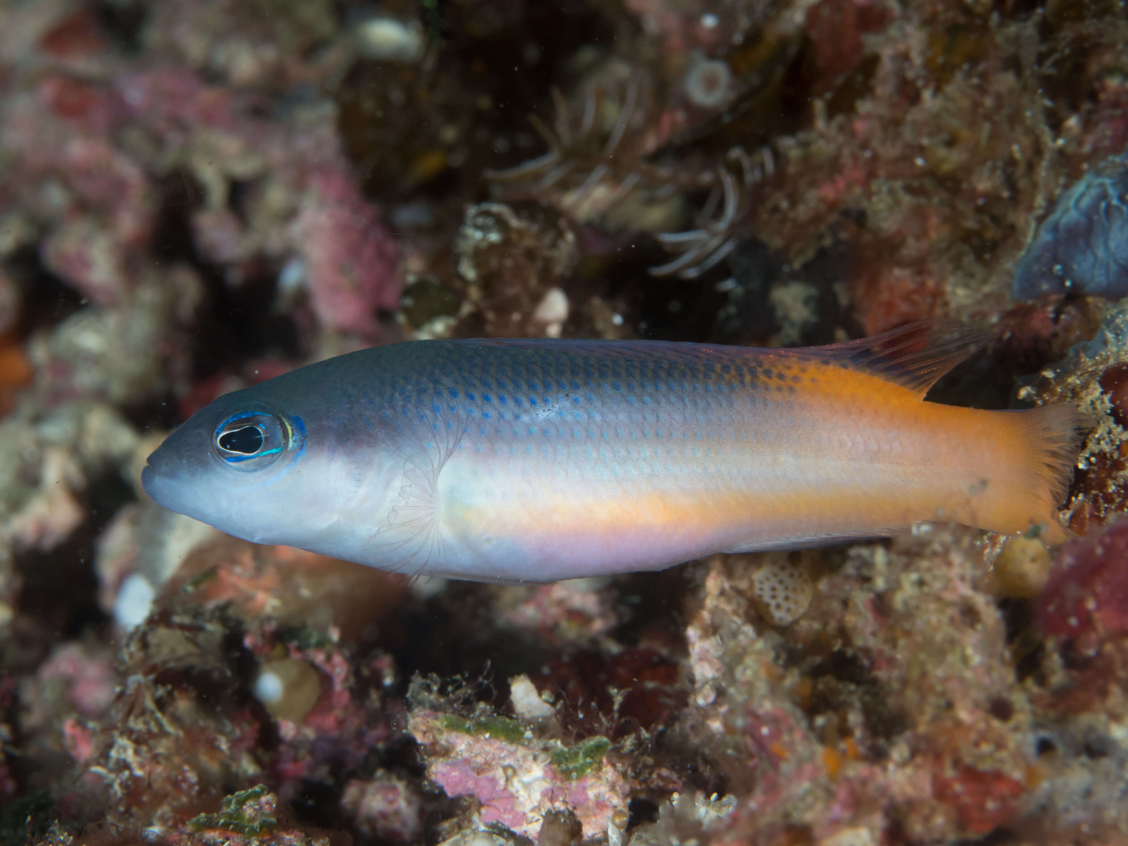 Image of Raja dottyback