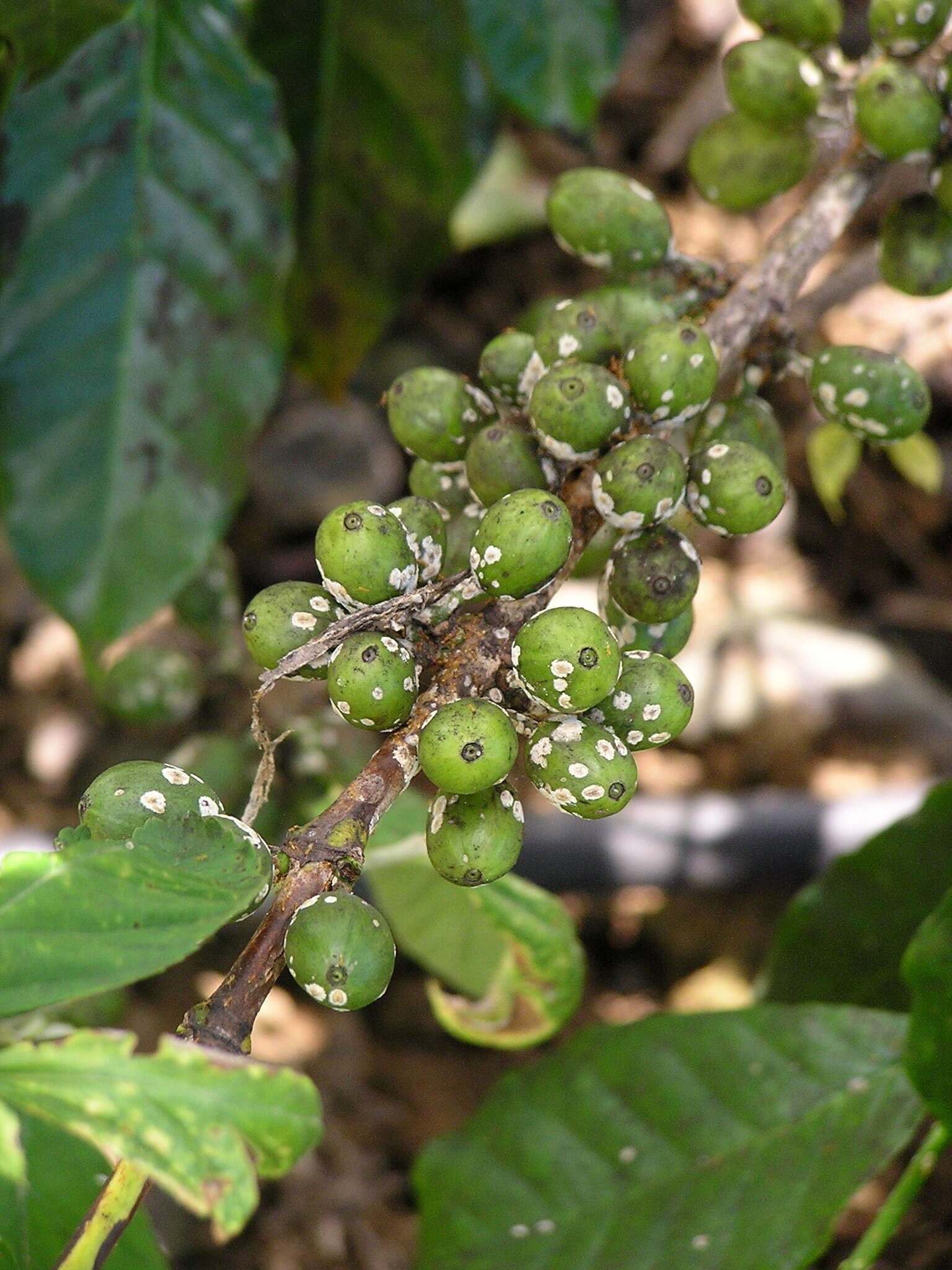 Plancia ëd Coccus viridis (Green 1889)