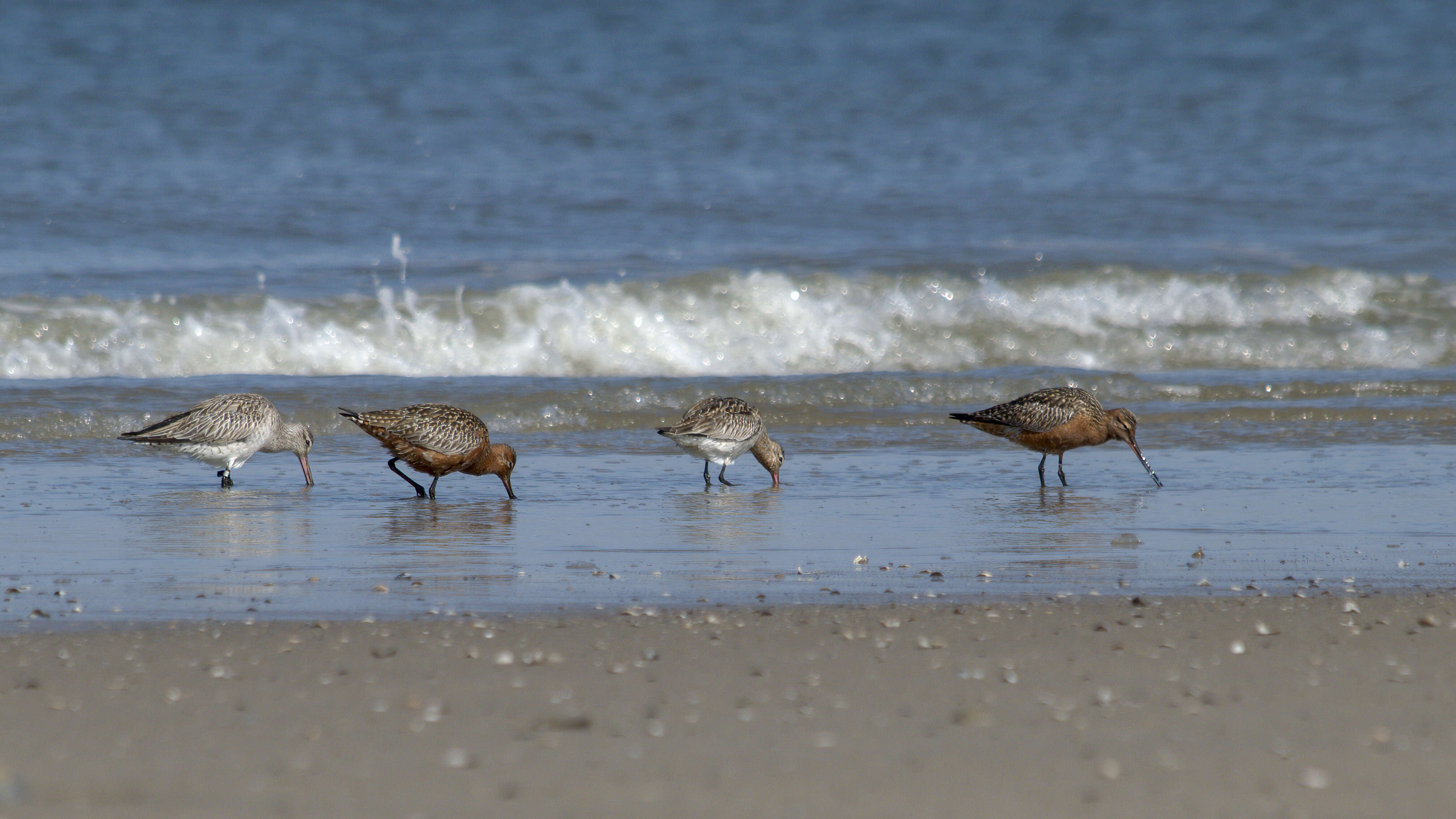 Image of Bar-tailed Godwit