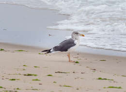 Image of Lesser Black-backed Gull