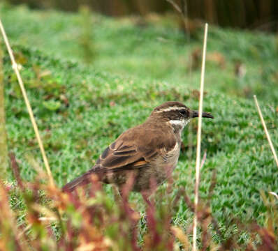 Image of Stout-billed Cinclodes