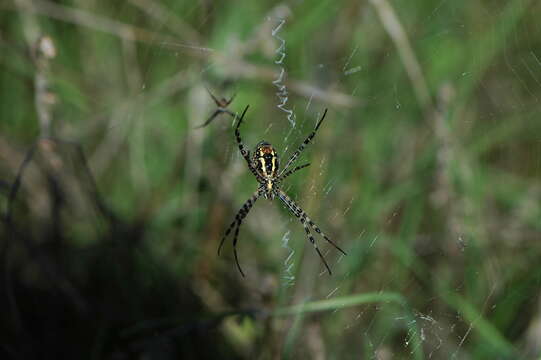 Image of Banded Argiope