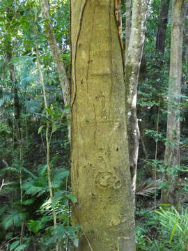 Image of Semecarpus australiensis Engl.