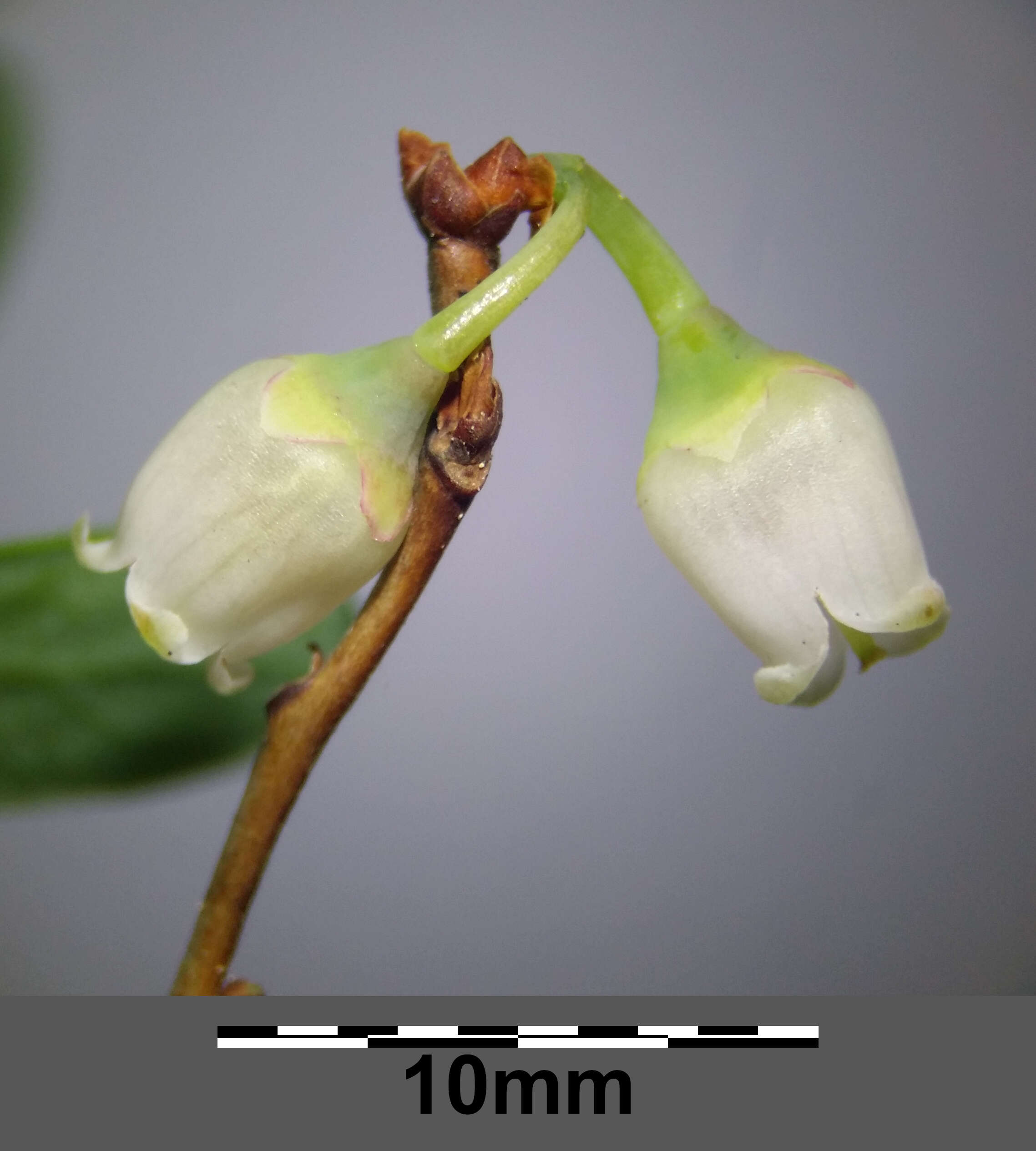 Image of alpine bilberry