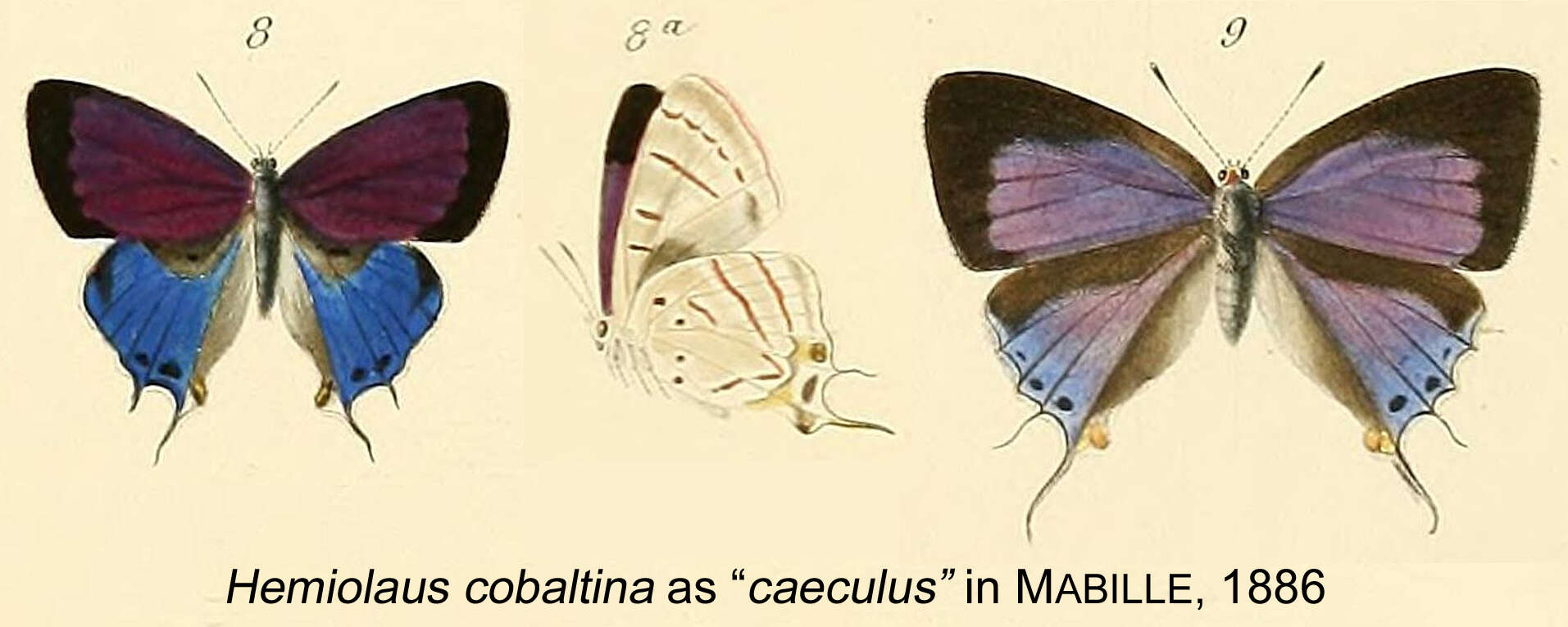 Image of Hemiolaus cobaltina