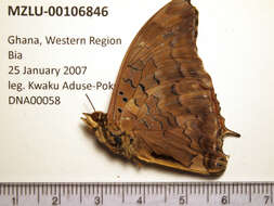 Imagem de Charaxes cedreatis Hewitson 1874