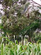 Image of oilbean tree