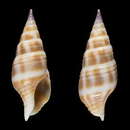 Image of Pusionella ghanaensis Boyer & Ryall 2006